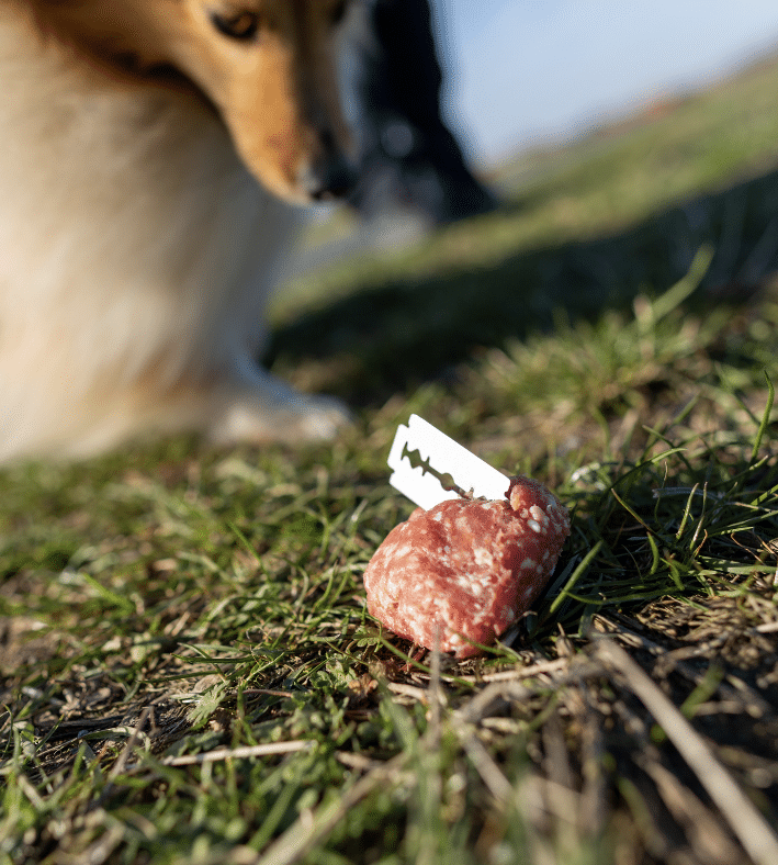 Ein Hund beobachtete ein Stück rohes Fleisch auf dem grasbewachsenen Boden, in dem eine scharfe Rasierklinge eingebettet ist.

In unserer Praxis des mobilen Hundetrainings legen wir besonderen Wert darauf, solche gefährlichen Situationen zu vermeiden. Als erfahrener Hundetrainer vor Ort sind wir stets darauf bedacht, die Sicherheit und das Wohlbefinden Ihrer Hunde zu gewährleisten.