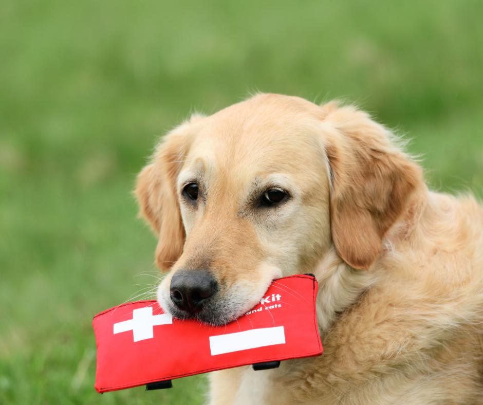 Ein Golden Retriever hält ein rotes Erste-Hilfe-Set im Maul, während er auf einem grasbewachsenen Rasen sitzt. Als mobiler Hundetrainer biete ich Ihnen hochwertiges und flexibles mobiles Hundetraining an, direkt vor Ort bei Ihnen zu Hause.