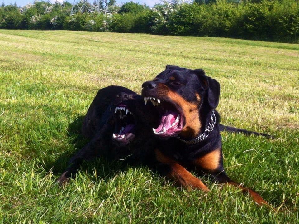 Zwei Hunde fletschen die Zähne und knürren sich an, während sie auf dem Gras in einem offenen Feld liegen. Bäume und Büsche sind im Hintergrund sichtbar.

Als Hundetrainer mit Schwerpunkt auf mobilem Hundetraining suche ich Sie vor Ort, um solch aggressives Verhalten zu korrigieren. Mobiles Hundetraining bietet den Vorteil, dass Ihr Hund in seiner gewohnten Umgebung lernen kann. Mit meiner Erfahrung als professioneller Hundetrainer vor Ort können wir gemeinsam effektive Lösungen finden und das Konfliktverhalten Ihrer Hunde erfolgreich reduzieren.

Kontaktieren Sie mich für ein unverbindliches Beratungsgespräch direkt bei Ihnen zu Hause!