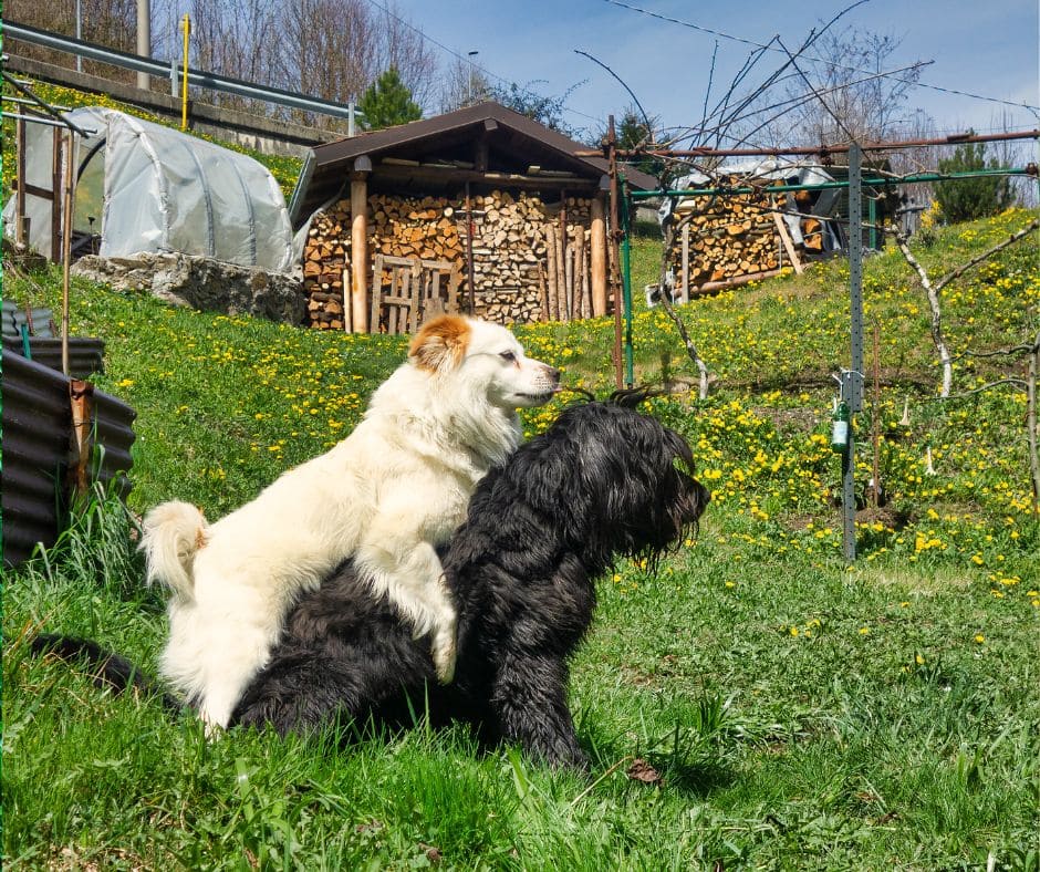 Zwei Hunde sind in einem Garten. Ein weißer Hund steht mit seinen Vorderpfoten auf dem Rücken eines größeren schwarzen Hundes. Im Hintergrund sind gelbe Blumen und ein kleiner Holzschuppen zu sehen. Als erfahrener Hundetrainer vor Ort biete ich mobiles Hundetraining an, um solche Verhaltensweisen zu fördern und das Zusammenspiel Ihrer Hunde im gewohnten Umfeld zu verbessern.