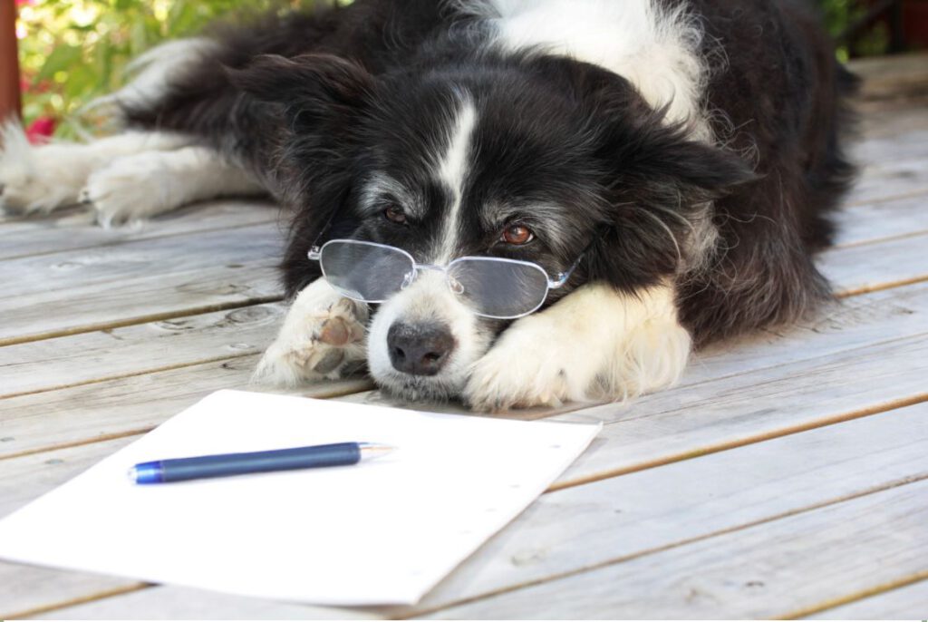 Ein schwarz-weißer Hund mit Brille liegt auf einem Holzdeck neben einem leeren Blatt Papier und einem Stift. Als Hundetrainerin biete ich den Online Hunde Sprachkurs an.