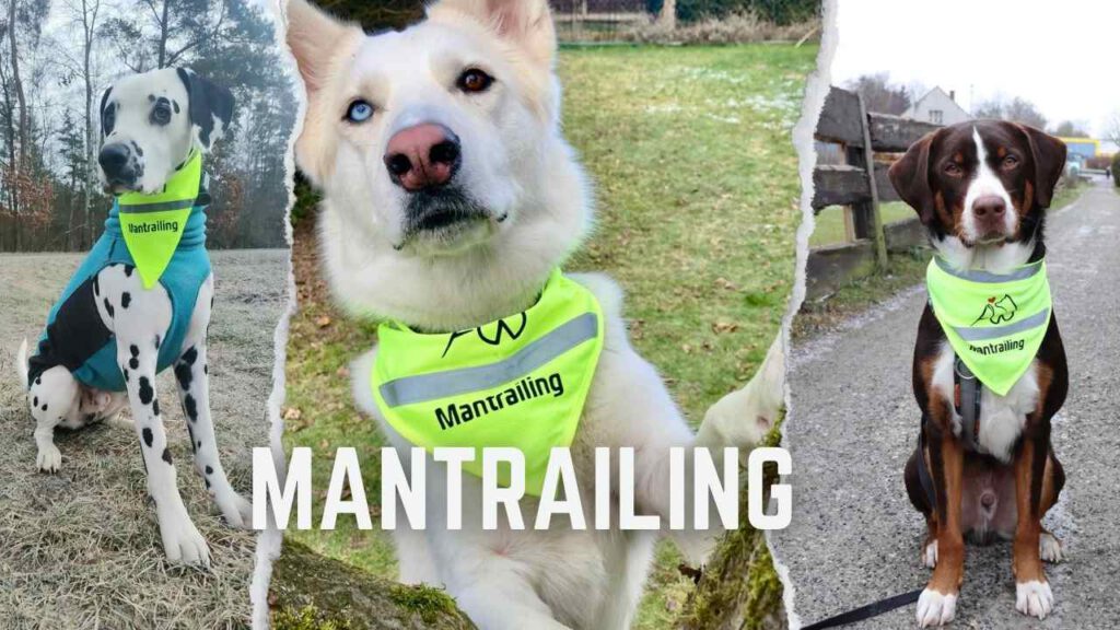 Mantrailing für mehr Bindung zu deinem Hund. Die natürliche Art deinen Hund zu fordern.